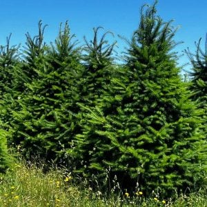 Christmas tree booking guide 2025 Douglas Firs Growing neatly in a row on a summer's day