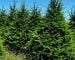 Christmas tree booking guide 2025 Douglas Firs Growing neatly in a row on a summer's day