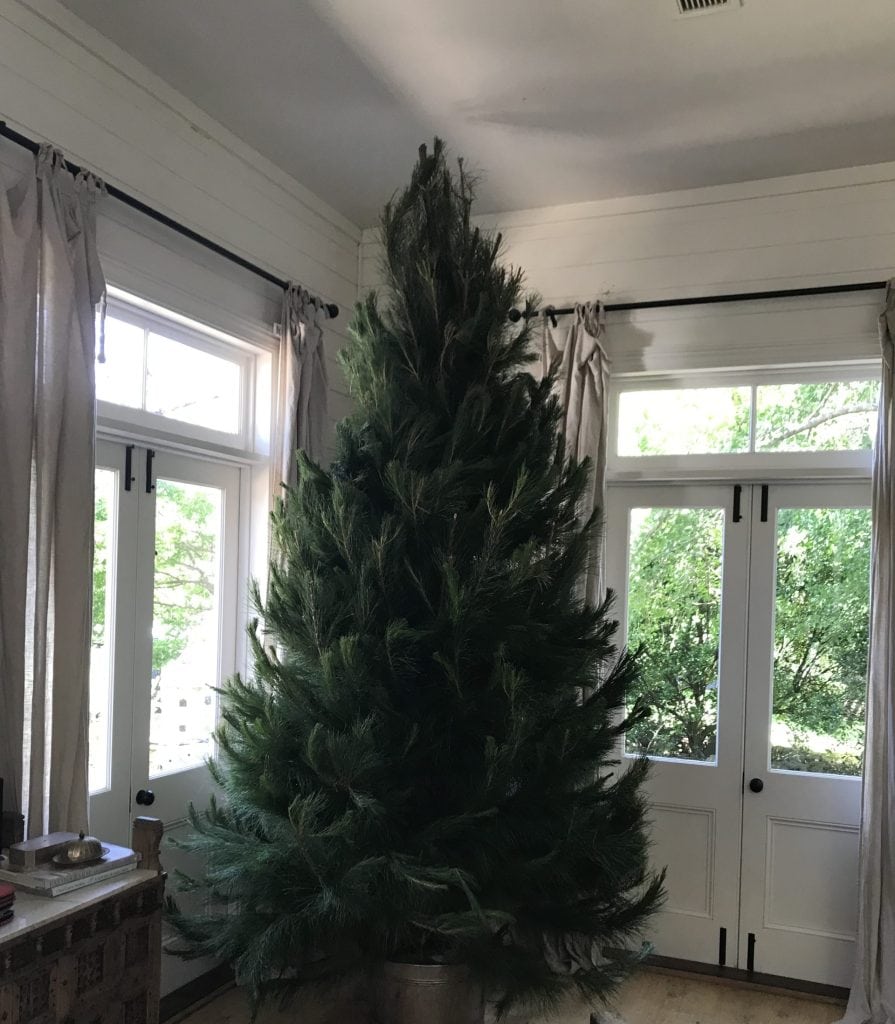 Beautiful Christmas tree set up in a heritage home