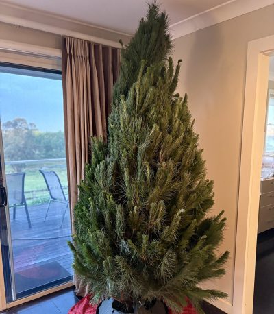 Beautiful monterey pine christmas tree set up overlooking a valley