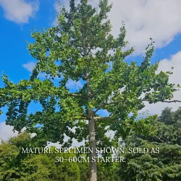 A mature straight-species Ginkgo biloba tree with a lush green spreading summer canopy, proving its superior structure over narrow cultivars.