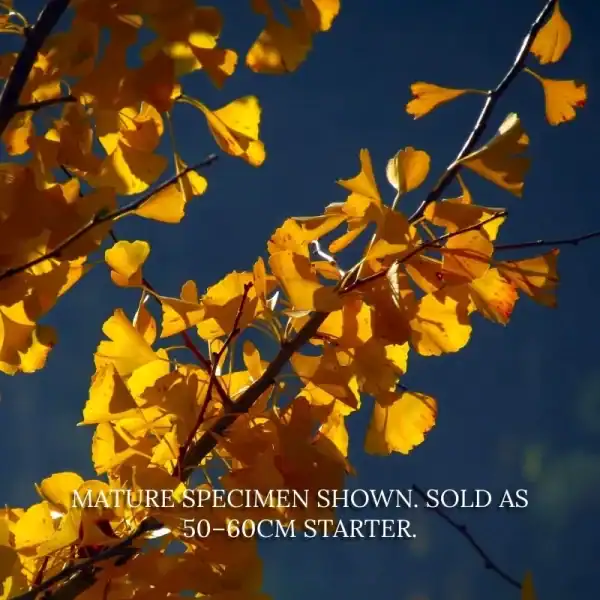 Close-up of the iconic fan-shaped leaves of a Maidenhair Tree bonsai starter, showing the brilliant golden-yellow autumn transition.