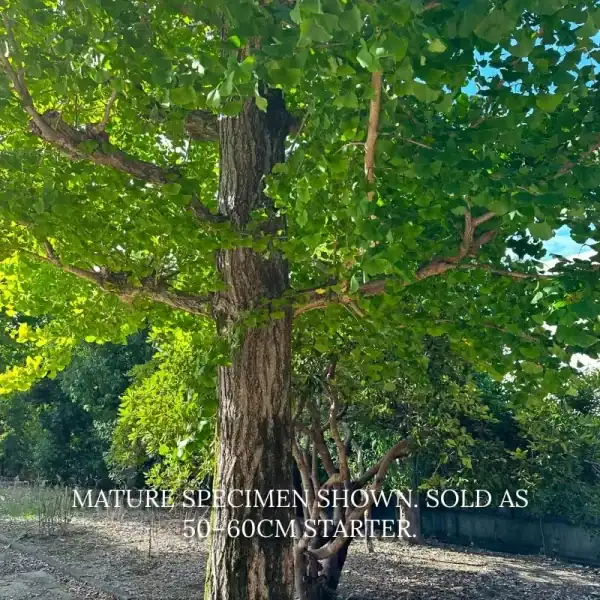 Looking up into the canopy of an ancient Ginkgo biloba, showing the rugged, horizontal branch structure highly desired for premium bonsai.