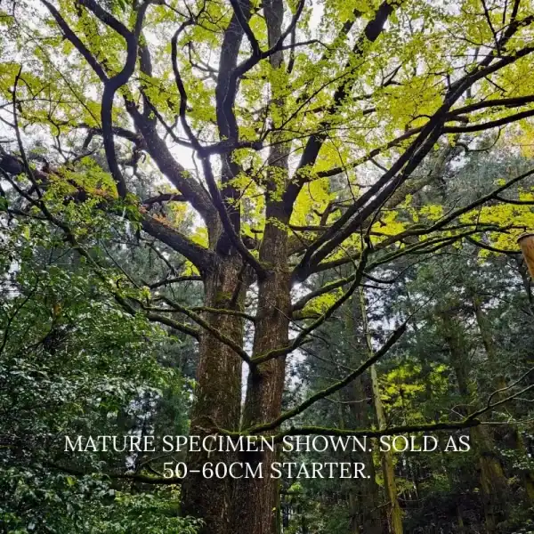 The rugged, textured trunk and vibrant green spring foliage of a mature Maidenhair Tree (Ginkgo tree for sale).