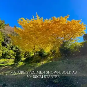A spectacular Maidenhair Tree in full glowing golden autumn foliage. Buy Ginkgo biloba in Australia for the ultimate seasonal landscape display. Buy Ginkgo biloba Australia.