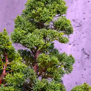 Robust 40-50cm Shimpaku Juniper bonsai starter tree showing dense, bright green scale-like foliage against a grey background. Buy Shimpaku Juniper Australia. Raw bonsai stock. Shimpaku starter.