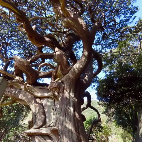 Ancient mature Juniperus chinensis Shimpaku in nature, highlighting the dramatic twisting trunk and shedding bark. Buy Shimpaku Juniper Australia. Raw bonsai stock. Shimpaku starter.