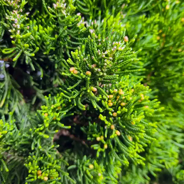 Macro view of authentic Shimpaku Juniper foliage, showing the highly desired soft, rope-like scales without any sharp juvenile needles. Buy Shimpaku Juniper Australia. Raw bonsai stock. Shimpaku starter.