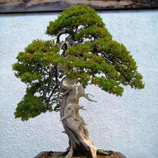 A masterfully styled Shimpaku Juniper bonsai in a rectangular pot, showing stark white jin and shari deadwood contrasting with dark green foliage pads. Raw bonsai stock. Shimpaku starter.