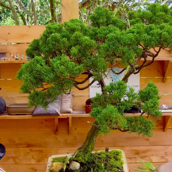 A beautifully refined Juniperus chinensis 'Shimpaku' bonsai tree on a display bench, exhibiting perfect cloud-like foliage structure. Buy Shimpaku Juniper Australia. Raw bonsai stock. Shimpaku starter.