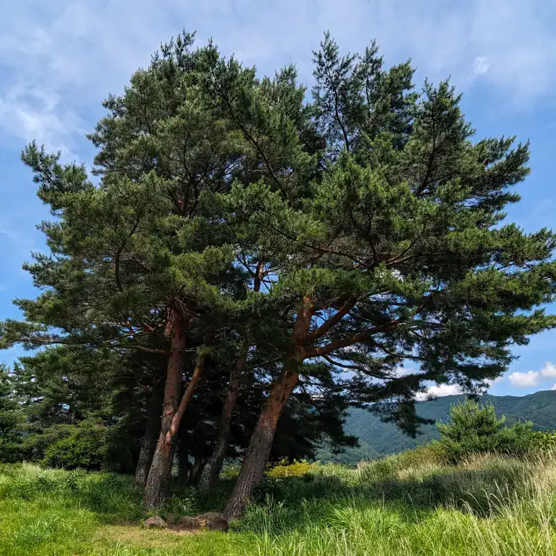 Mature Japanese Red Pine (Pinus densiflora) specimen tree exhibiting multiple reddish-orange trunks and a sweeping, irregular canopy on a natural hillside.