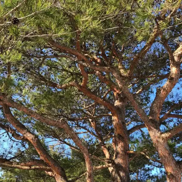 View looking up into the canopy of a mature Japanese Red Pine (Pinus densiflora), showing its distinctive peeling red bark and bright green needles.