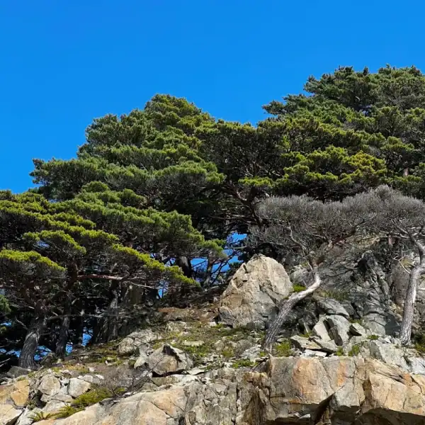 Japanese Red Pine (Pinus densiflora) trees growing on a rugged rocky outcrop, showing dramatic, twisting trunk forms ideal for Niwaki or bonsai inspiration.