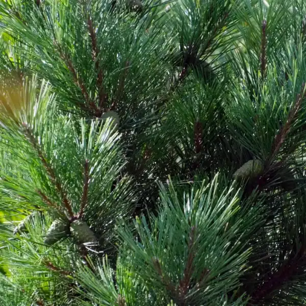 Close-up detail of the soft, bright green needles and small developing cones on a Japanese Red Pine (Pinus densiflora).