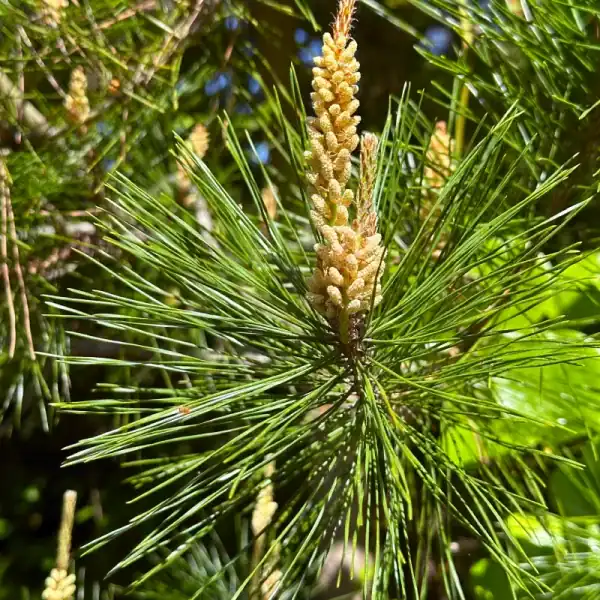 Macro view of the vibrant green needles and new growth candles on a Japanese Red Pine (Pinus densiflora), indicating vigorous spring growth.