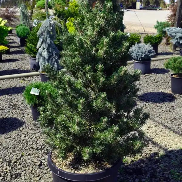A mature Kotobuki Pine showing its natural narrow, upright architectural habit, perfect for tight courtyard landscapes.