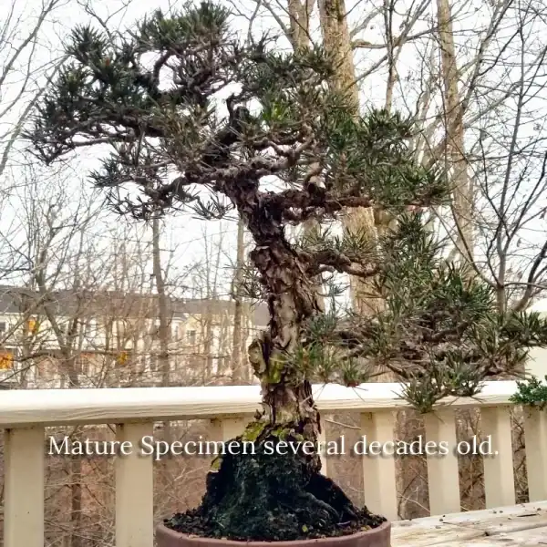 A mature Kotobuki Pine showing its natural narrow, upright architectural habit, perfect for tight courtyard landscapes.