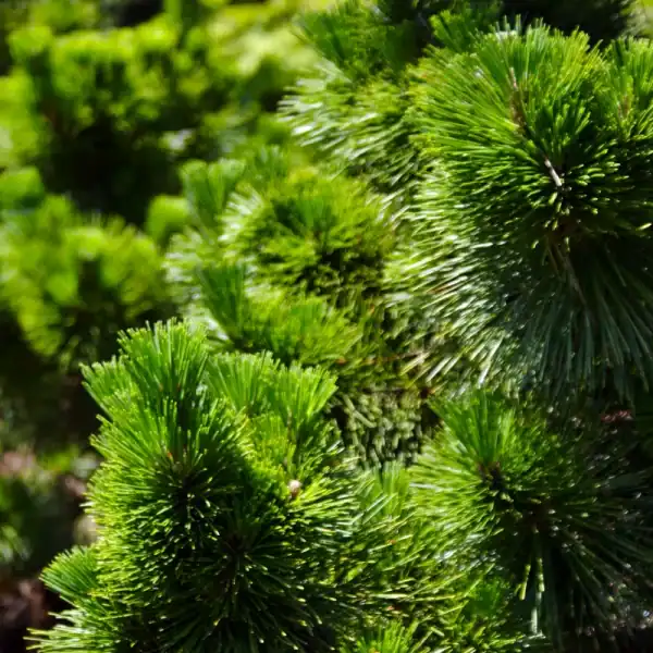 Sunlight highlighting the incredibly dense, healthy needle texture of a compact, slow-growing Dwarf Japanese Black Pine.