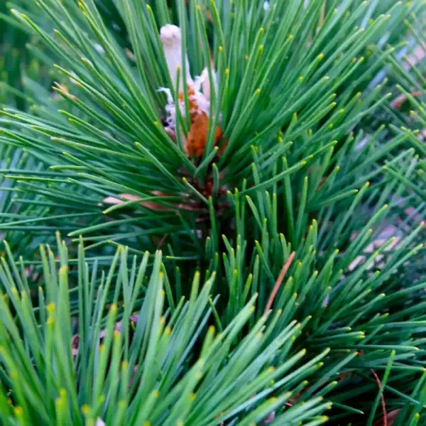 Macro detail of the striking silvery-white winter candle bud contrasting against deep green needles on a Thunderhead Dwarf Japanese Black Pine.