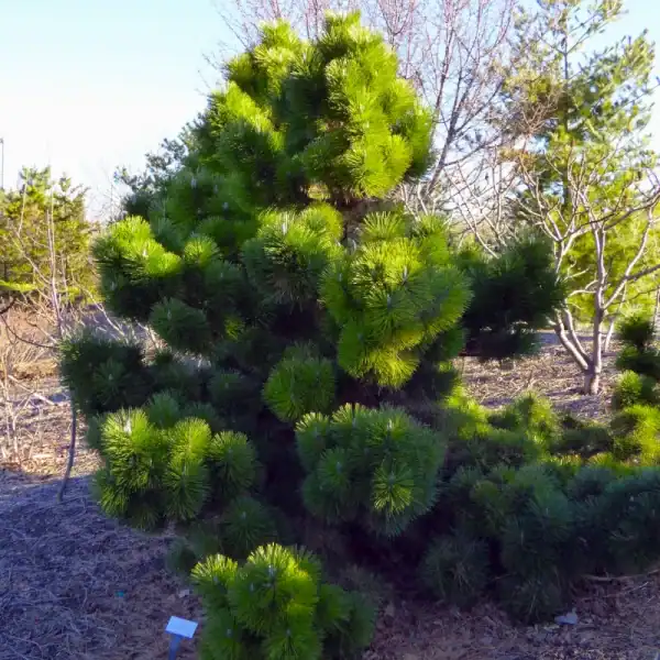 A mature, compact Pinus thunbergii Thunderhead showing its natural irregular, cloud-like shrub habit in a cool climate garden setting.