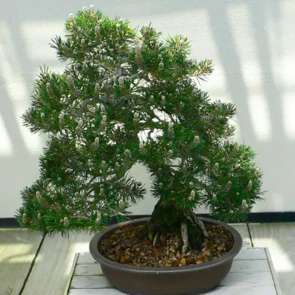 An older Kotobuki bonsai demonstrating the rugged, ancient bark and extremely short needles unique to this dwarf cultivar.