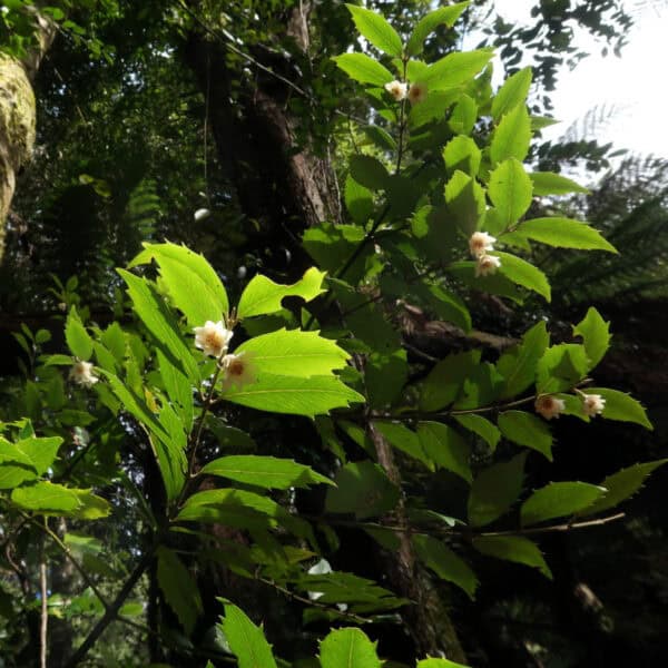 Mature Southern Sassafras (Atherosperma moschatum) tree displaying its dense, conical evergreen canopy in a cool-climate landscape. Buy Southern Sassafras Australia.