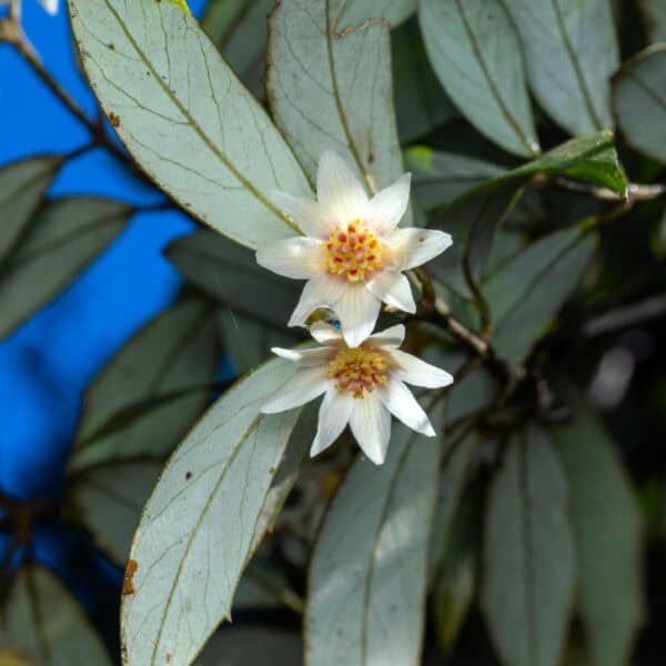 Close-up of the intensely aromatic, deeply serrated glossy green foliage of a Southern Sassafras (Atherosperma moschatum). Buy Gondwana rainforest plants Australia.