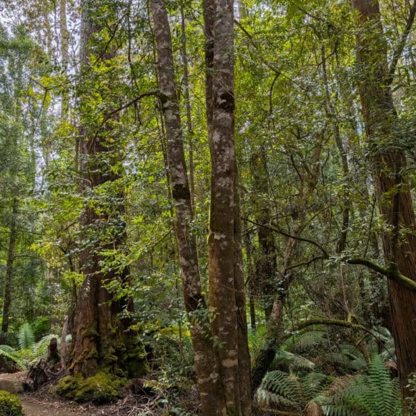 Smooth, pale grey aromatic bark on the trunk of an established Atherosperma moschatum (Southern Sassafras) tree. Native Tasmanian rainforest understorey species.