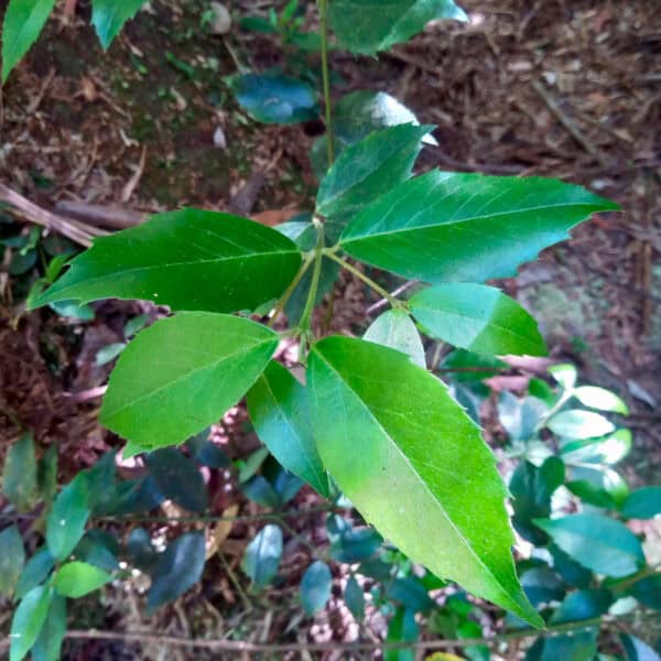 Delicate, star-shaped white winter flowers with purplish-red centres blooming on a Southern Sassafras (Atherosperma moschatum). Buy cool climate feature trees NSW.