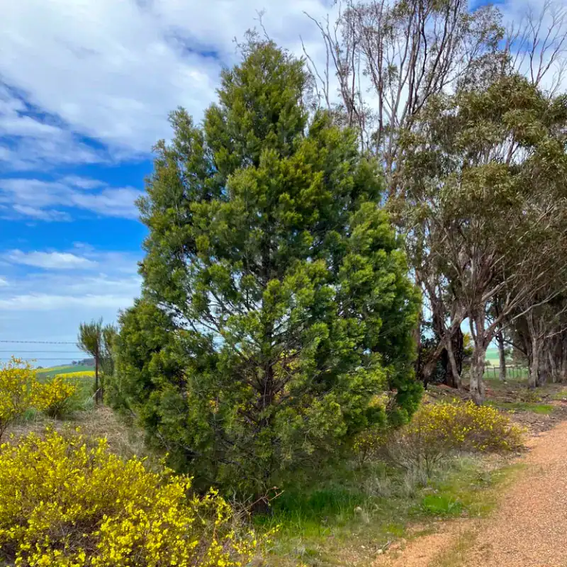 A mature Black Cypress Pine (Callitris endlicheri) displaying its perfect, upright pyramidal growth habit in a rugged native landscape. Buy Callitris endlicheri NSW QLD.
