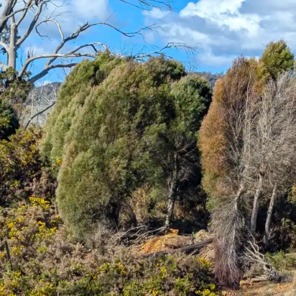 Close-up detail of the distinctive clustered ovoid woody cones and fine, blue-green scale-like foliage of a Callitris oblonga (Pygmy Cypress Pine). Buy Callitris oblonga NSW.