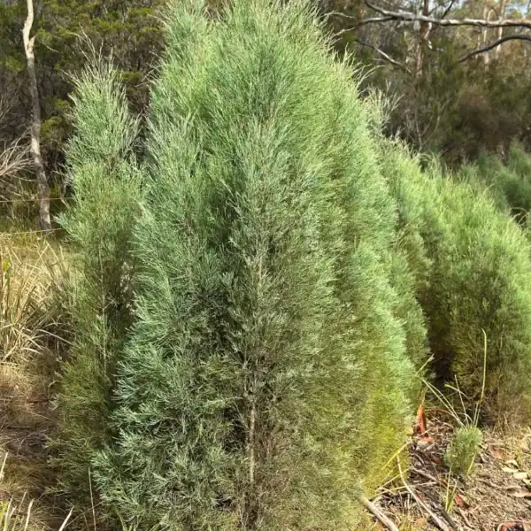 Mature South Esk Pine (Callitris oblonga) showcasing its dense, upright columnar growth habit and striking silvery-blue foliage in a native landscape design. Buy architectural native plants Australia.