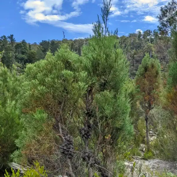 South Esk Pines (Callitris oblonga) planted as a drought-tolerant, low-maintenance native screen, displaying their highly manageable and formal architectural form. Buy Tasmanian native pine Australia.