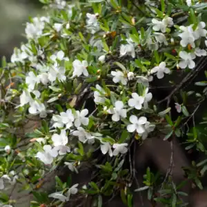 A tall, mature Tasmanian Leatherwood (Eucryphia lucida) tree in full, abundant bloom with masses of nectar-rich, fragrant white flowers, displaying its dense columnar evergreen habit in a landscape. Buy rare Eucryphia cultivars mainland Australia.