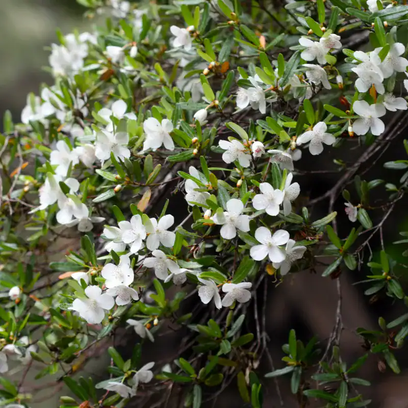 A tall, mature Tasmanian Leatherwood (Eucryphia lucida) tree in full, abundant bloom with masses of nectar-rich, fragrant white flowers, displaying its dense columnar evergreen habit in a landscape. Buy rare Eucryphia cultivars mainland Australia.