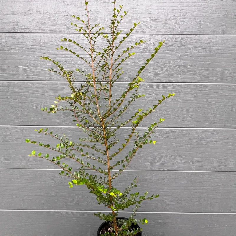 Juvenile 140mm Myrtle Beech Nothofagus cunninghamii starter tree with upright growth habit
