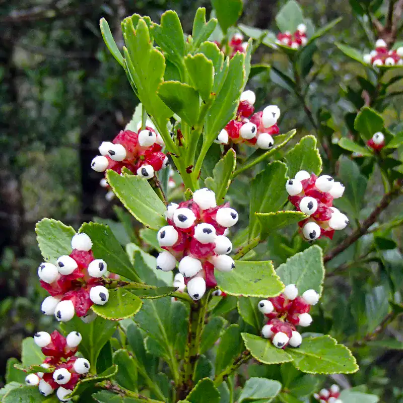 Extremely rare macro detail of Phyllocladus aspleniifolius (Celery-top Pine) seeds sitting on highly ornamental, fleshy pink and white arils. Buy rare plants online Australia.