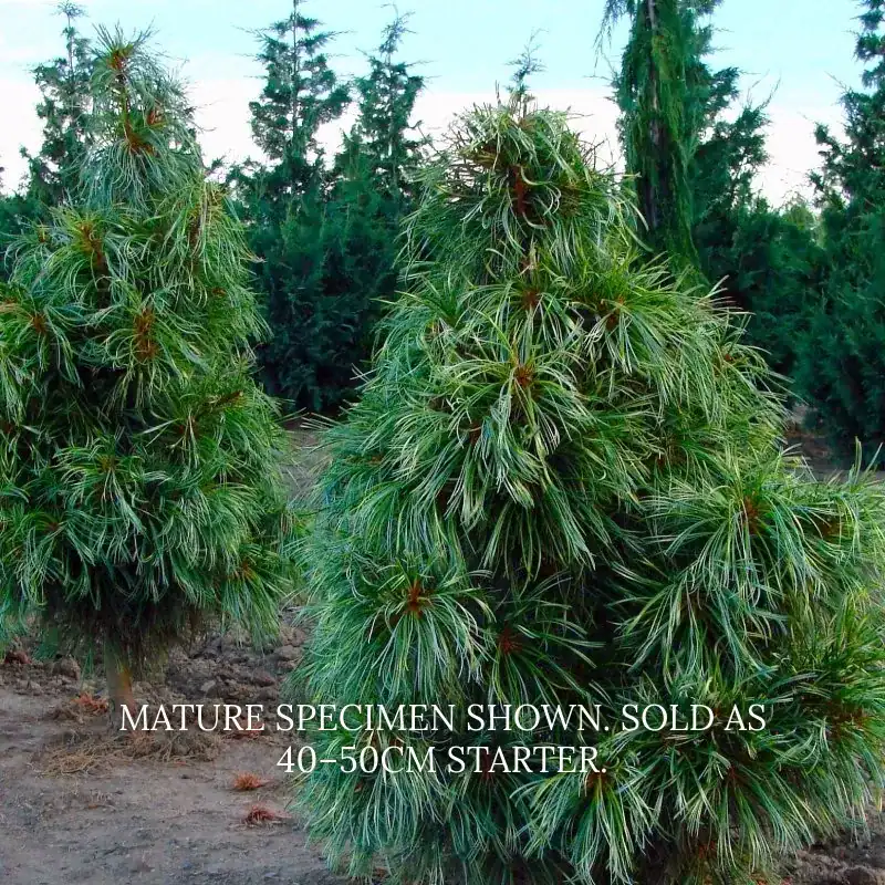 Semi-mature Pinus koraiensis Dragon Eye trees showing their unique fluffy texture and variegated foliage in a landscape. Buy Dragon Eye Korean Pine.