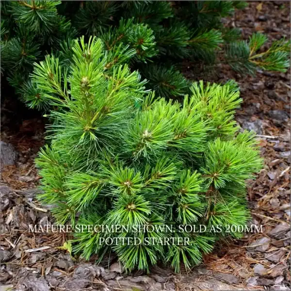 A vibrant young Pinus strobus Sea Urchin showing its characteristic dense, 5-needle globose habit. Buy Sea Urchin Pine Australia.