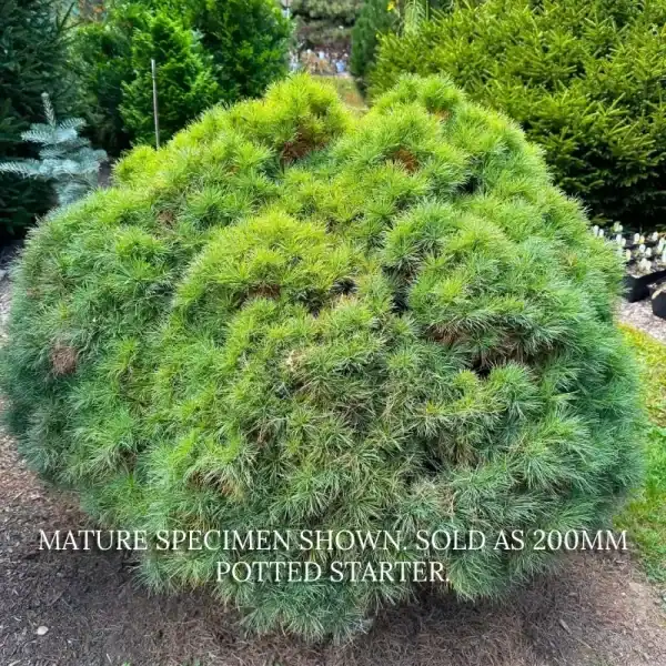 A fully mature Sea Urchin Eastern White Pine growing as a dense micro-dwarf mound in a landscape setting. Buy Sea Urchin Pine Australia.