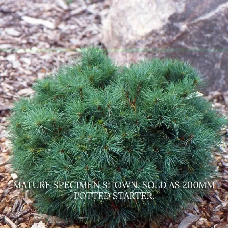 The highly prized silvery-blue foliage of a mature Pinus strobus Sea Urchin dwarf conifer. Buy Sea Urchin Pine Australia.