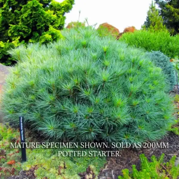 A premium Sea Urchin pine used as a striking structural landscape feature in a rockery garden. Buy Sea Urchin Pine Australia.