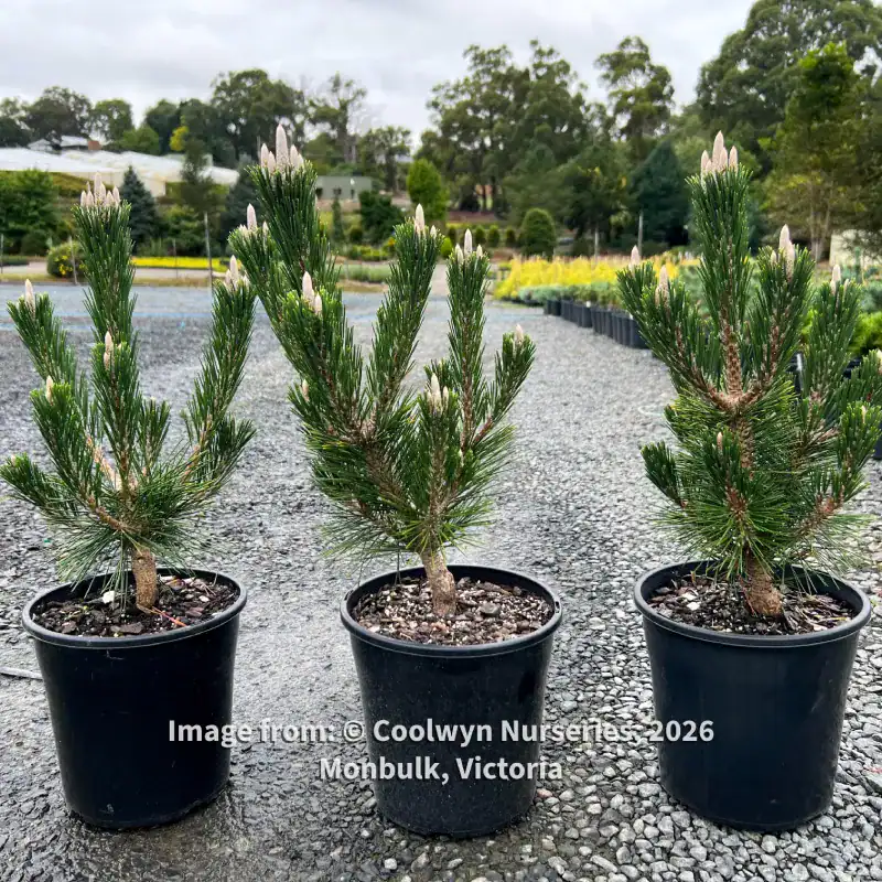 Pinus thunbergii 'Coolwyn Bonsai' Japanese Black Pine in 200mm nursery pot, sourced from Coolwyn Nurseries, premium bonsai starter. Buy Pinus thunbergii Coolwyn Bonsai.