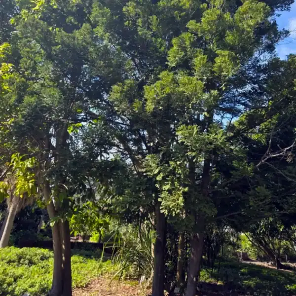 A mature Mount Spurgeon Black Pine (Prumnopitys ladei) tree displaying its massive, dense evergreen canopy in a landscape setting. Buy cold hardy rainforest trees Australia.