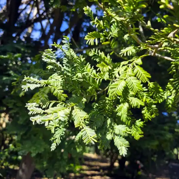 Sunlit, lush dark green fern-like foliage of the highly adaptable Australian native Mount Spurgeon Black Pine (Prumnopitys ladei). Buy rare native conifers Australia.