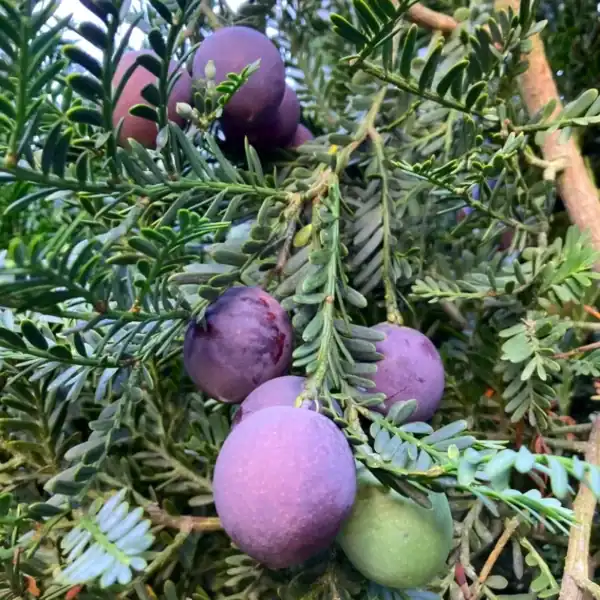 Highly prized, fleshy blue-black plum-like fruit (seeds) hanging from the fern-like branches of a mature female Prumnopitys ladei. Buy Mount Spurgeon Black Pine.