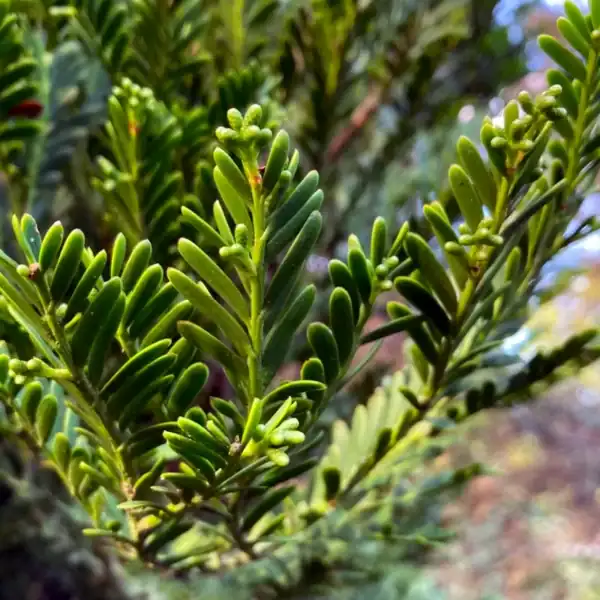 Close-up detail of the flattened, deep green prehistoric leaves and bright new growth tips of an established Prumnopitys ladei. Buy Australian native pine.