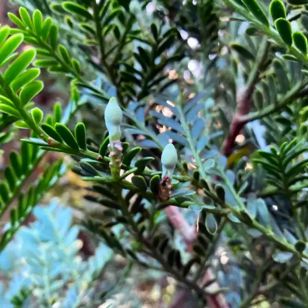 Macro photography of delicate, pale emerging growth buds contrasting against the dark green cladodes of a Mount Spurgeon Black Pine. Buy fern pine tree.