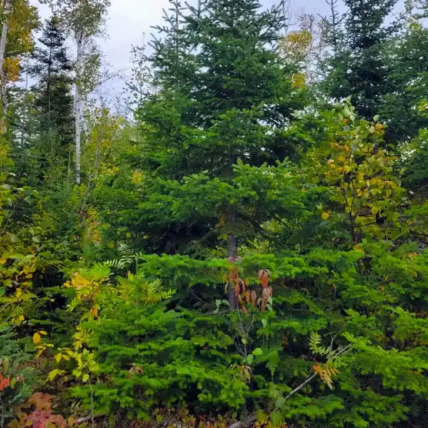 A vigorous, established Abies balsamea (Balsam Fir) sapling thriving in a cool-climate garden, grown from authentic North American seed. Real Balsam fir for sale.