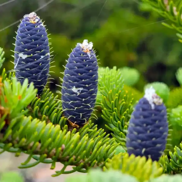 Macro detail of the spectacular, upright barrel-shaped purple cones and white resin blisters that characterize the true Abies balsamea (Balsam Fir).